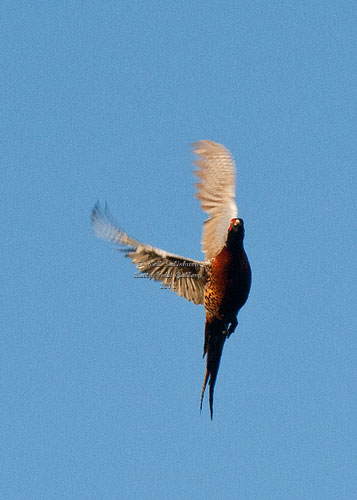 Pheasant Photographs by Betty Fold Gallery